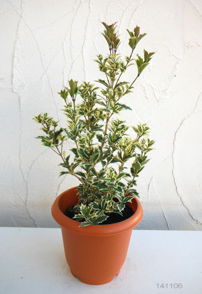 園芸ネット本店｜ヒイラギ：斑入ヒイラギ6号ポット の通販【公式】