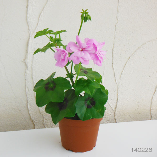 園芸ネット本店｜アイビーゼラニウム：pacシビル リリー3.5号ポット2