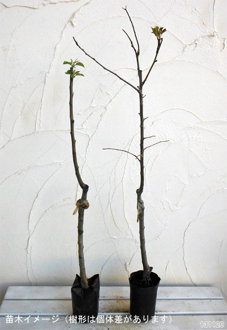 園芸ネット本店｜リンゴ：ふじ（富士）わい性台木接木苗4～5号ポット