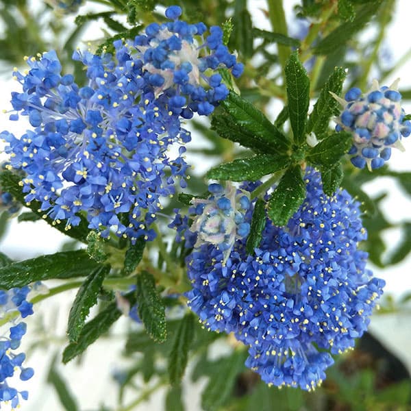 園芸ネット本店｜セアノサス：パシフィックブルー4号ポット の通販【公式】