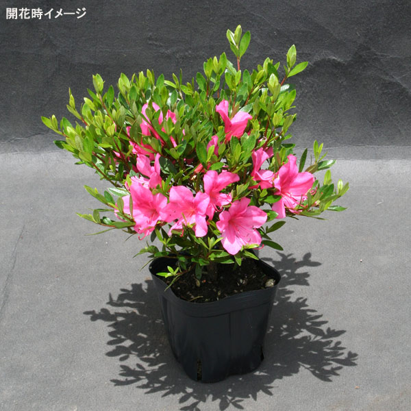 園芸ネット本店｜サツキツツジ：大盃（おおさかずき・ピンク一重）5号
