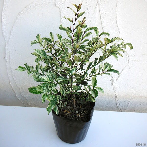 園芸ネット本店｜ヒサカキ：残雪（ザンセツ）5号ポット8株セット の