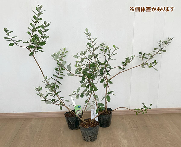 園芸ネット本店｜フェイジョア：ユニーク5号ポット の通販【公式】