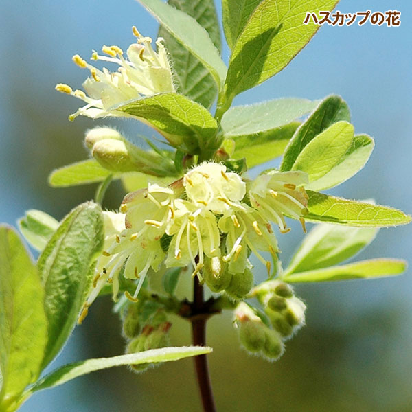 園芸ネット本店｜ハスカップ（ハニーベリー）：ジュガナ5号ポット の