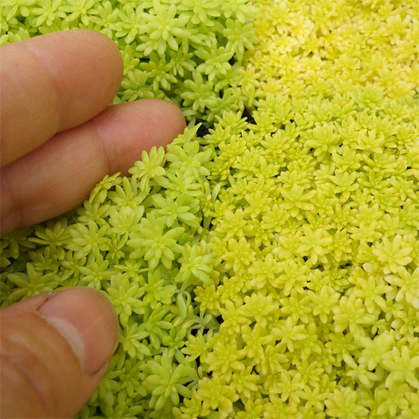 園芸ネット本店｜セダム：細葉オオゴンマンネングサ3号ポット の通販