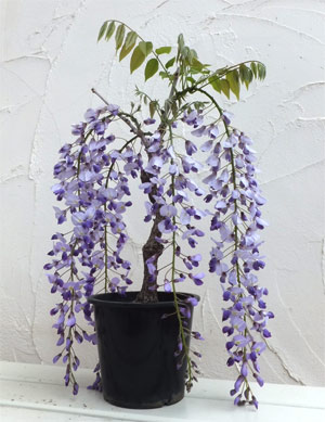 園芸ネット本店｜フジ（藤）：イッサイフジ（一歳藤・一才藤）4.5～5号