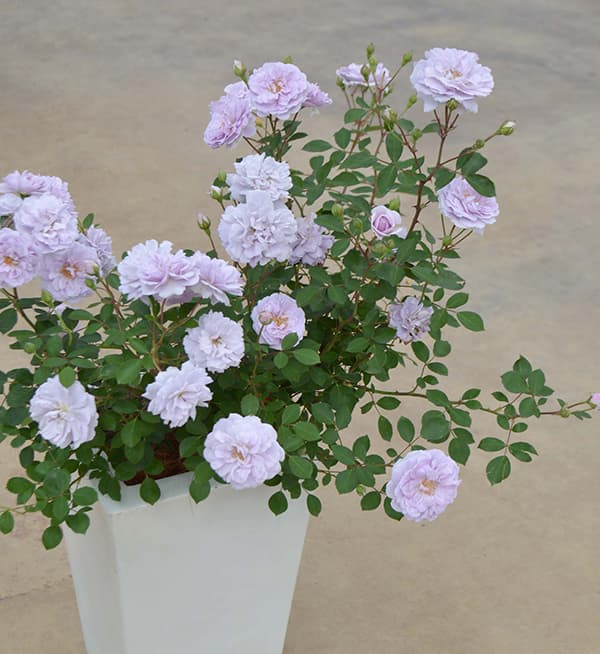 園芸ネット本店｜つるバラ：レイニーブルー大苗 の通販【公式】