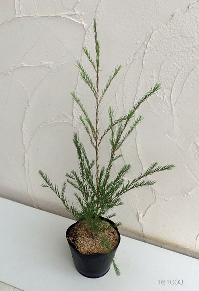 園芸ネット本店｜メラレウカ：メディカルティーツリー 5号ポット の