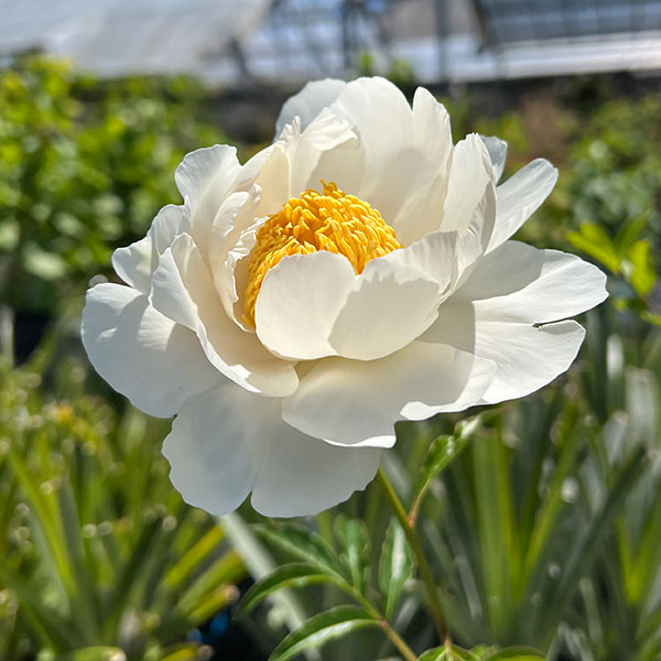 園芸ネット本店｜シャクヤク（芍薬）：ムーンオブニッポン4号ポット の