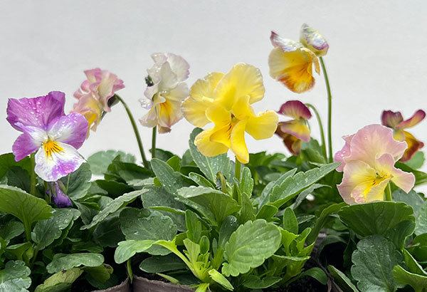 園芸ネット本店｜ビオラ：ラヴフォーユー3号ポット 6株セット の通販