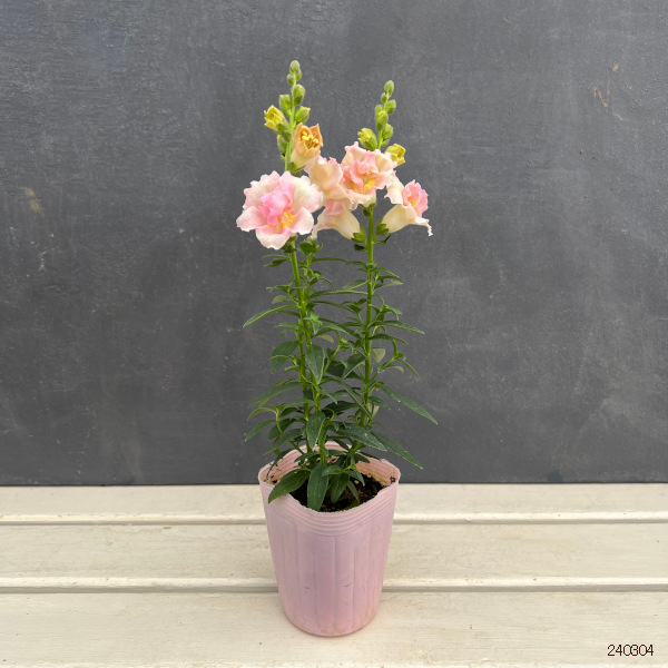 園芸ネット本店｜キンギョソウ（八重咲）：トゥイニー アップル