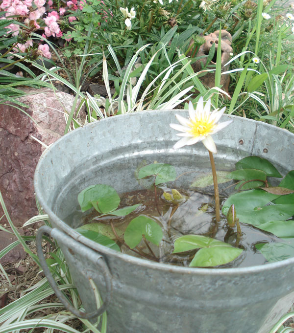 園芸ネット本店｜熱帯スイレン：ミニミニドウベンフラッペカップ入り