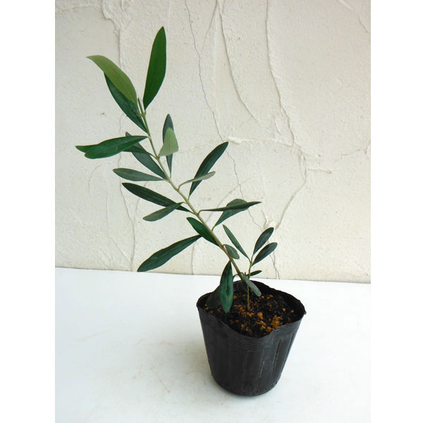 園芸ネット本店｜オリーブ：ルッカ 3-3.5号ポット の通販【公式】