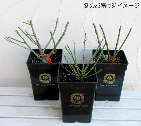 園芸ネット本店｜イングリッシュローズ デビッド・オースチン