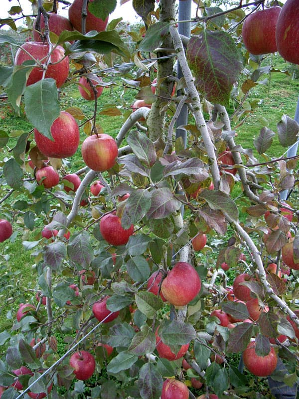 園芸ネット本店｜リンゴ：ふじ（富士）わい性台木接木苗4～5号ポット