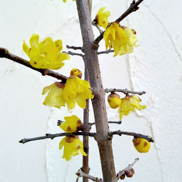 園芸ネット本店｜ロウバイ：満月（まんげつ）4～5号ポット の通販【公式】