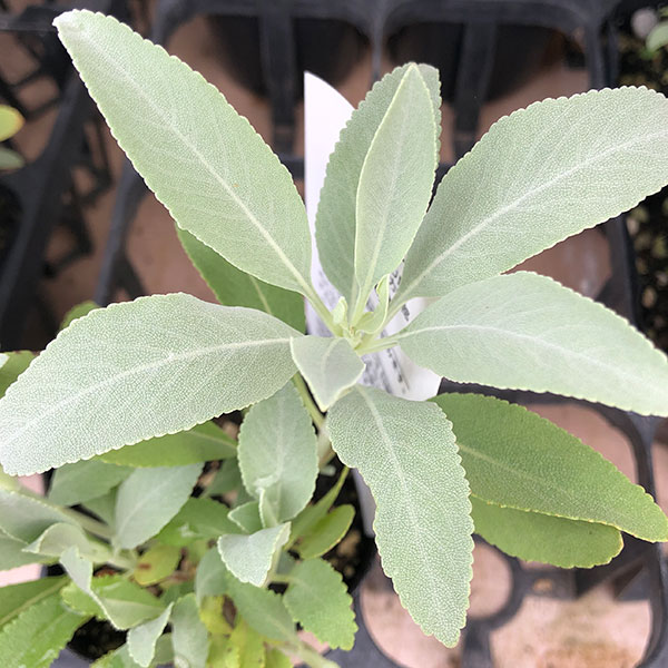 園芸ネット本店｜セージ：ホワイトセージ3-3.5号ポット の通販【公式】