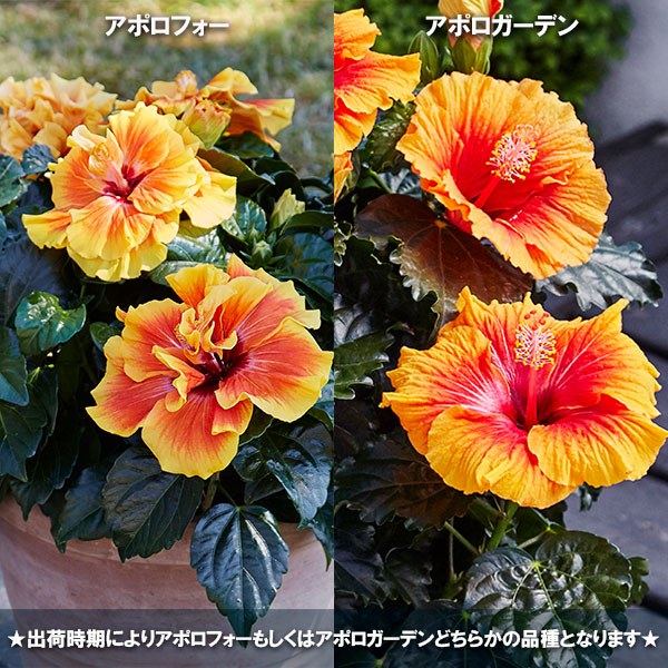 園芸ネット本店｜ハイビスカス（ニューロングライフ）：アポロガーデン