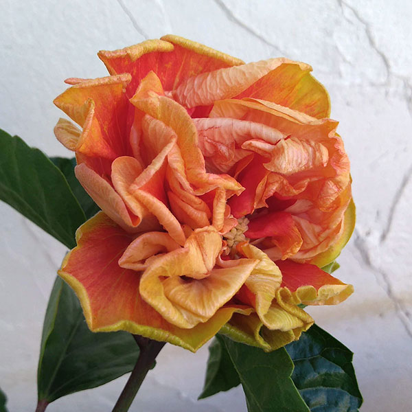 園芸ネット本店｜ハイビスカス：ビーチボール5号鉢植え の通販【公式】