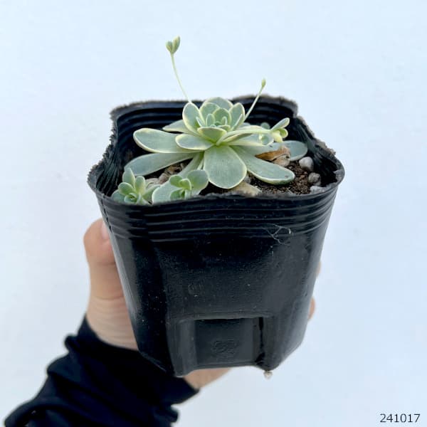 園芸ネット本店｜セダム（オロスタキス）：子持ち蓮華錦（斑入り）3号