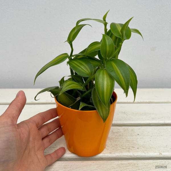 園芸ネット本店｜バニラ斑入り3.5号ポット の通販【公式】