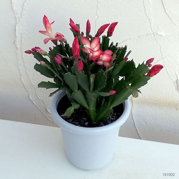 園芸ネット本店｜デンマークカクタス：赤系5号鉢植え の通販【公式】