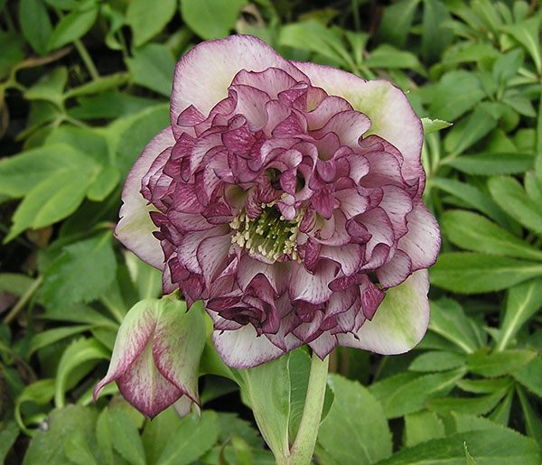 園芸ネット本店｜クリスマスローズ：*グレイスプリマドレス4.5号ポット