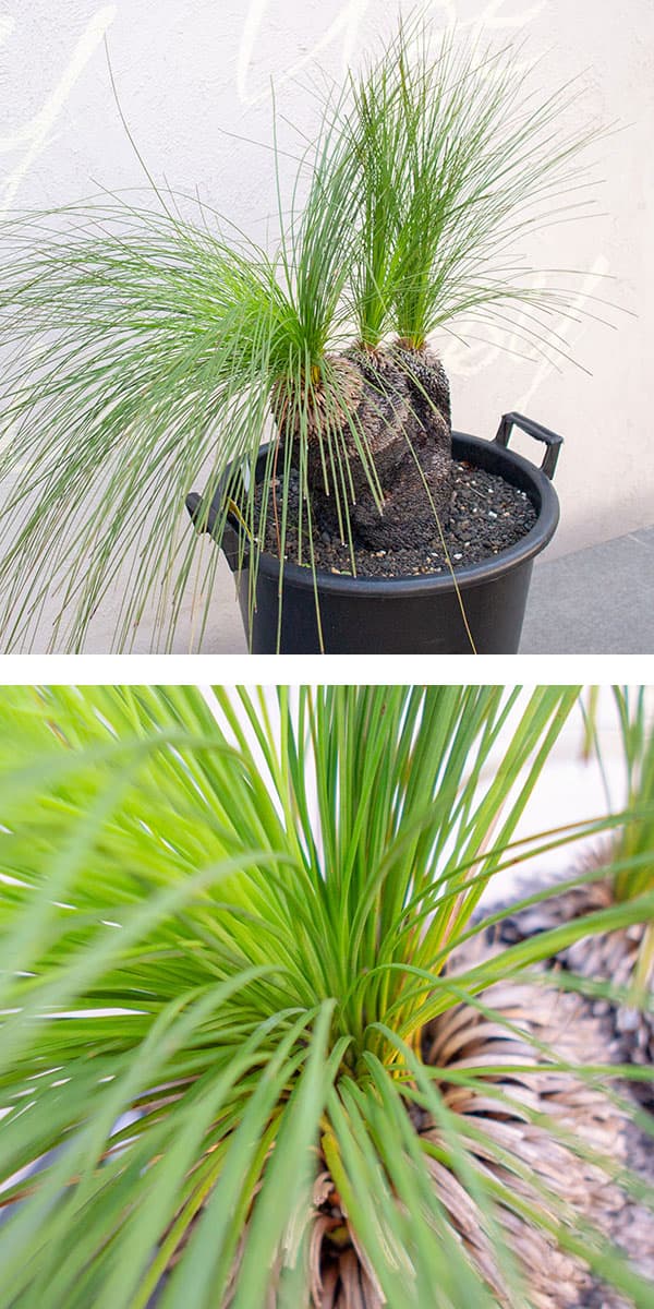 園芸ネット本店｜グラスツリー ブラックボーイ（クサントロエア）6号