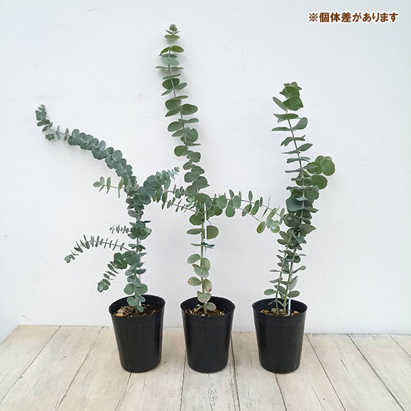 園芸ネット本店｜[26年3月中下旬予約]ユーカリ：シネレア（銀丸葉）3