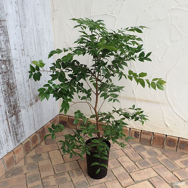 園芸ネット本店｜ジャボチカバ7号ポット[2025年6月現在少量の実付き