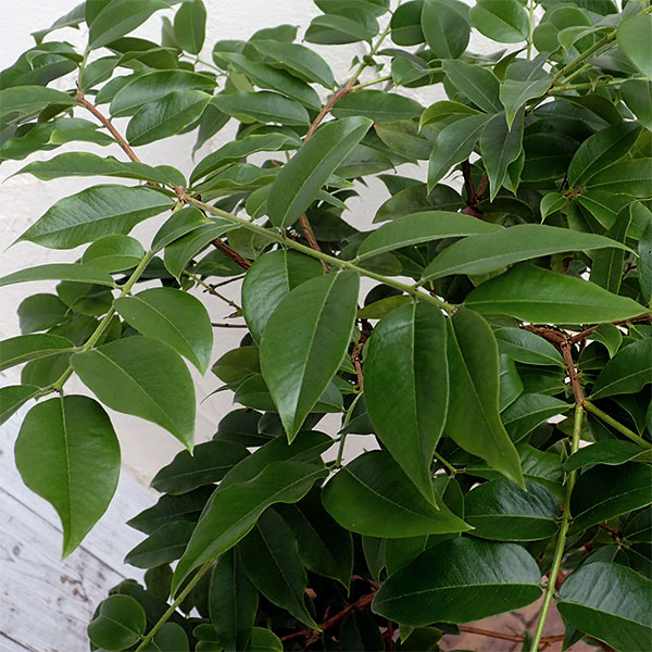 園芸ネット本店｜ジャボチカバ7号ポット[2025年6月現在少量の実付き