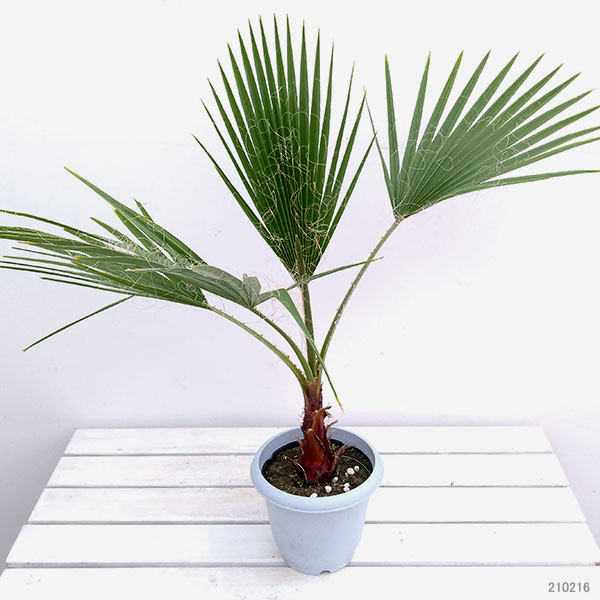 園芸ネット本店｜ワシントンヤシ（ワシントニア）7号鉢植え の通販【公式】