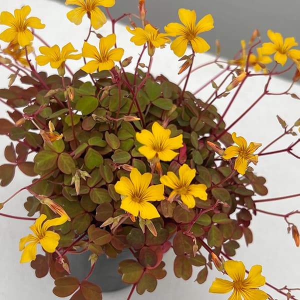 園芸ネット本店｜オキザリス：タソガレ（黄昏）2.5号ポット の通販【公式】