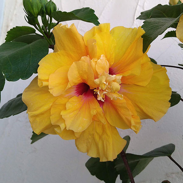 園芸ネット本店｜ハイビスカス（ニューロングライフ）：アドニスダブル