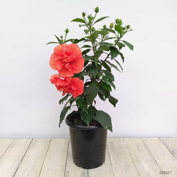 園芸ネット本店｜ハイビスカス（ニューロングライフ）：アドニスダブル