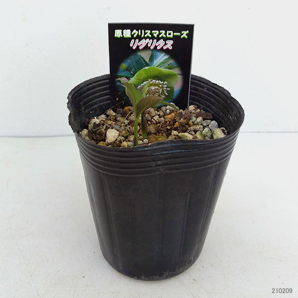 園芸ネット本店｜クリスマスローズ（原種）：リグリクス3号ロング