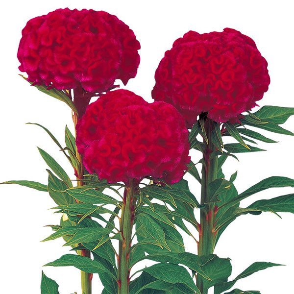 園芸ネット本店｜ケイトウ：久留米ケイトウ（切り花用）かがやき