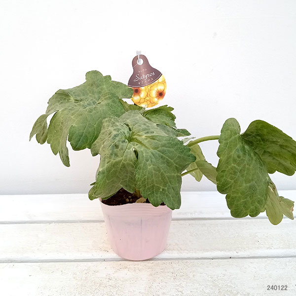 園芸ネット本店｜ラナンキュラス：ラックス3種セット／サティロス