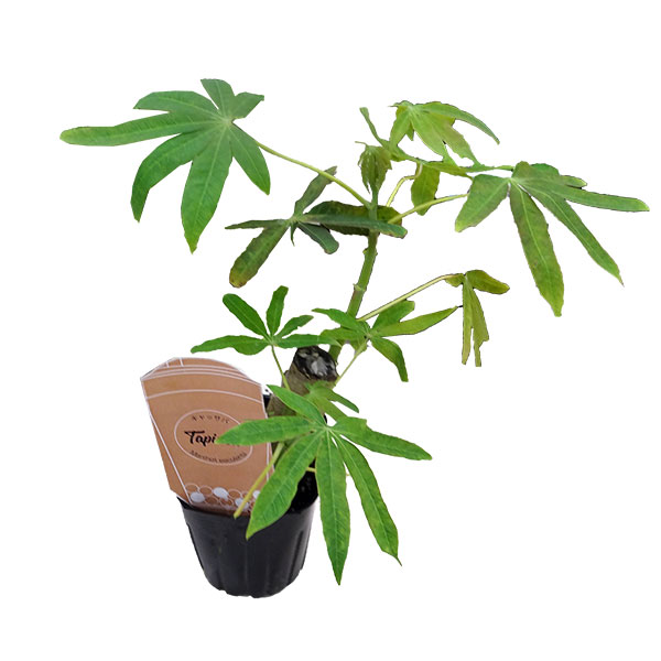 園芸ネット本店｜キャッサバ（タピオカ）の苗3～3.5号ポット の通販