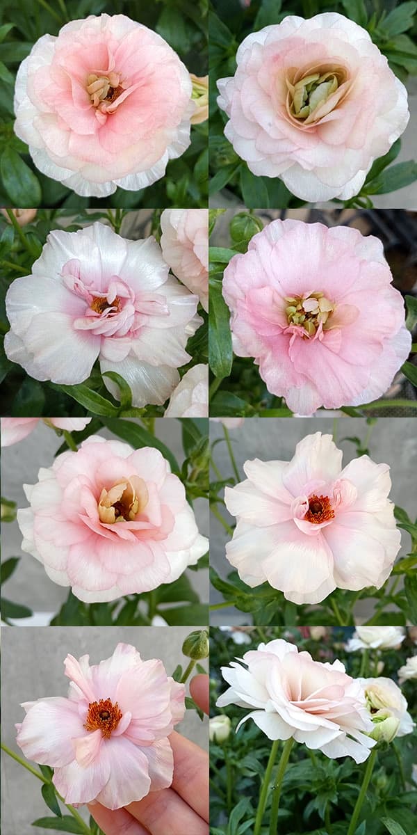 園芸ネット本店｜ラナンキュラス：ラックス アリアドネ5号鉢（夏越し