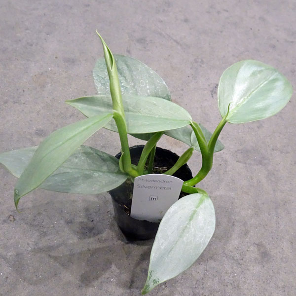 園芸ネット本店｜フィロデンドロン：シルバーメタル3号ポット の通販