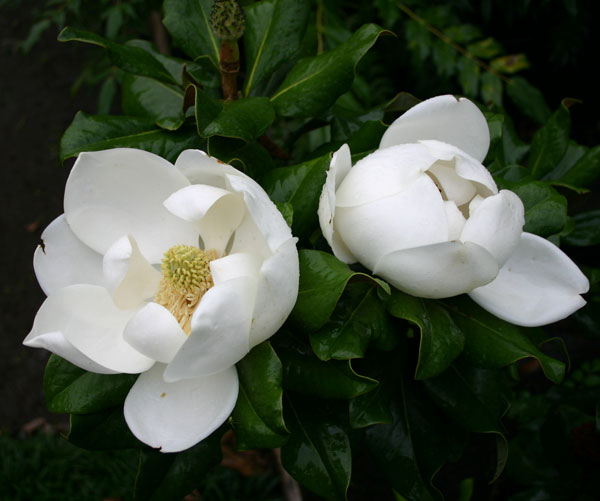 園芸ネット本店｜タイサンボク：リトルジェム 3.5号ポット の通販【公式】