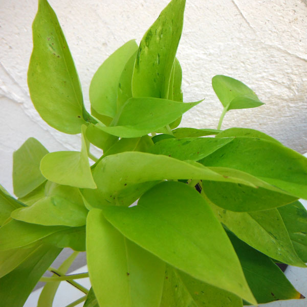 園芸ネット本店｜ポトス：ライム・コンパクト2号ポット3株セット の