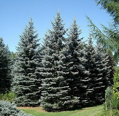 園芸ネット本店｜ピセアプンゲンス（プンゲンストウヒ）：ホプシー7号