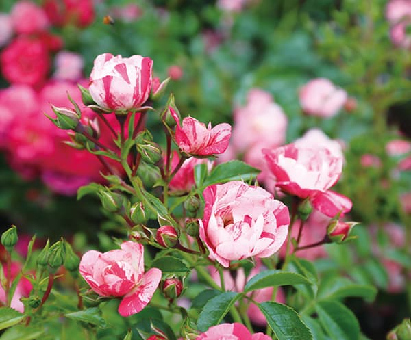 園芸ネット本店｜バラ（フラワーカーペットローズ）：ピンク