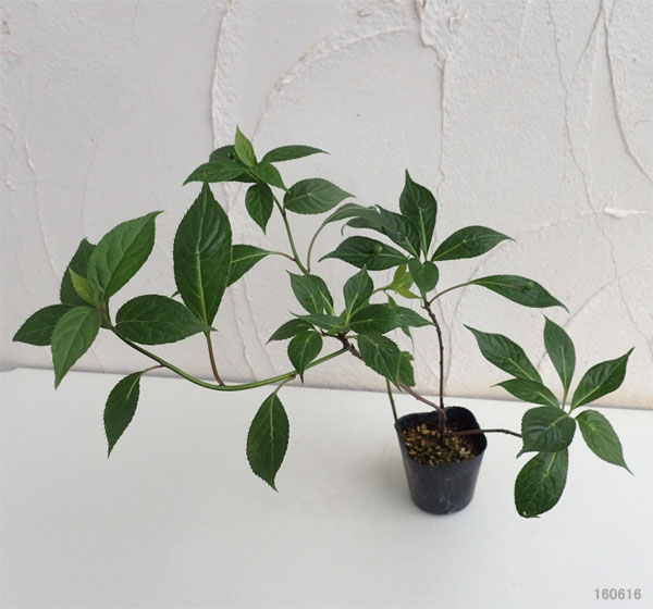 園芸ネット本店｜ハナイカダ（花筏）：雌木2.5号ポット の通販【公式】