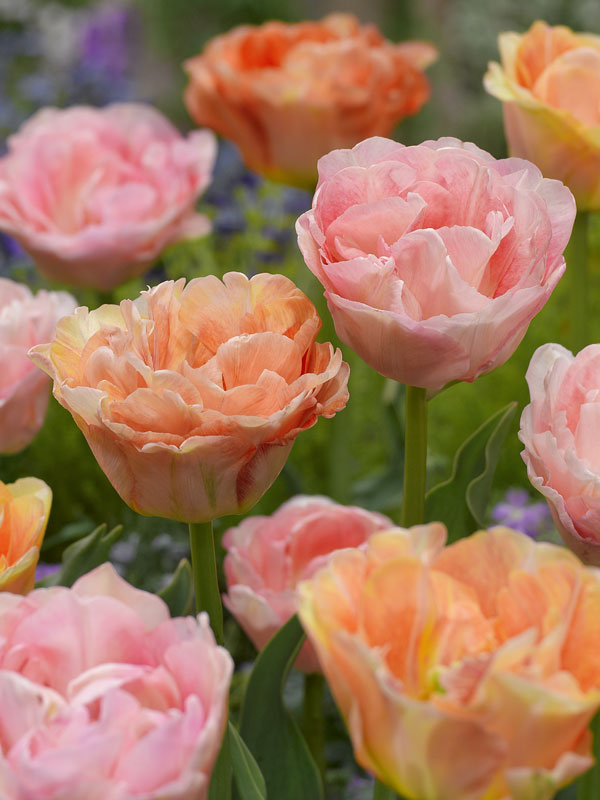 園芸ネット本店｜チューリップ：ペアチューリップ 八重咲きピンク