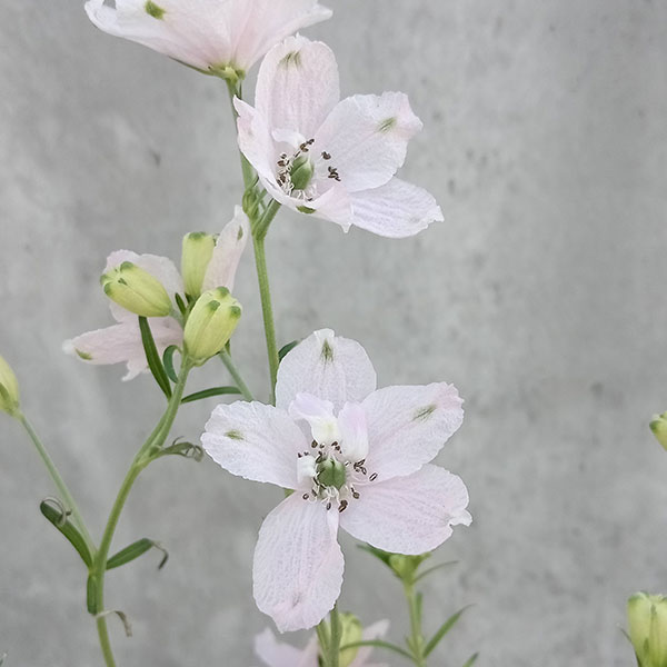 園芸ネット本店｜[26年3月中下旬予約]デルフィニウム：さくらひめ3.5号