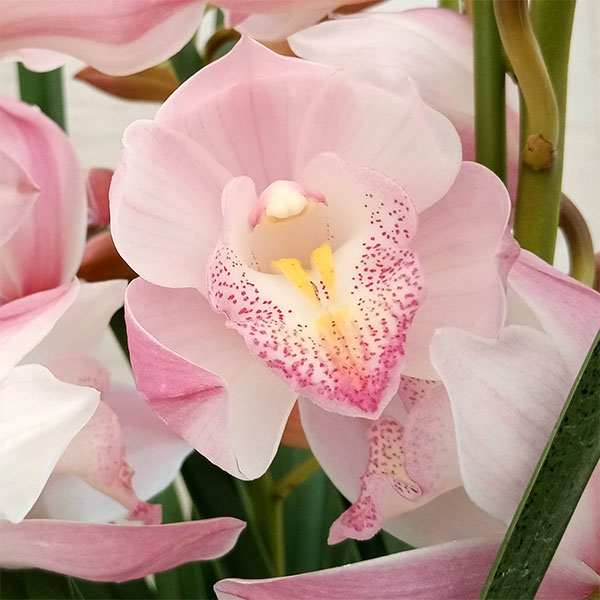 園芸ネット本店｜シンビジューム：エンザンインザムード4本立ち6号