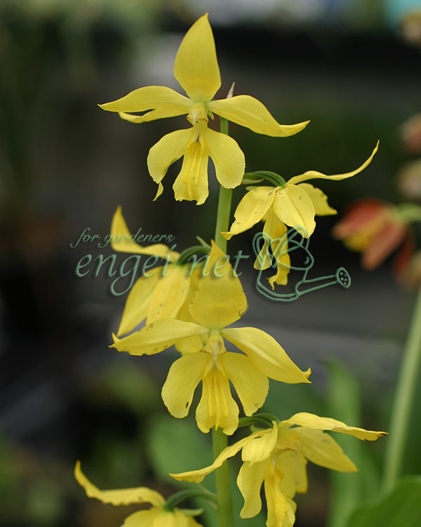 園芸ネット本店｜エビネ：黄エビネ（キエビネ）3-3.5号ポット の通販